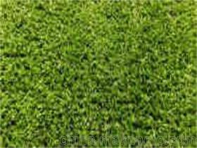 綠化草坪價(jià)格 綠化草坪批發(fā) 綠化草坪廠家