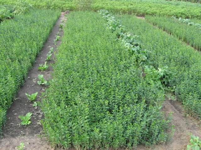 遼寧水蠟 遼寧草坪 遼陽(yáng)草坪