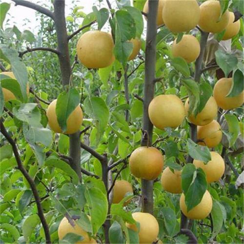 首威苗木(圖)-秋月梨樹(shù)苗價(jià)格-梨樹(shù)苗