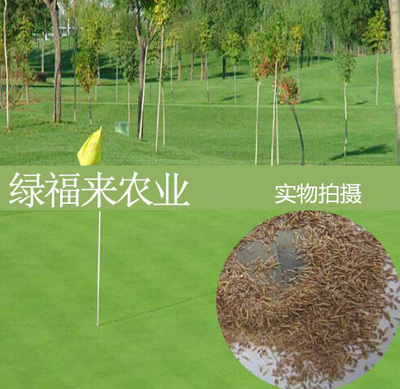 想要品質(zhì)好的草坪種子就來(lái)南寧綠福來(lái),廣西草坪種子圖片|想要品質(zhì)好的草坪種子就來(lái)南寧綠福來(lái),廣西草坪種子產(chǎn)品圖片由南寧市綠福來(lái)農(nóng)業(yè)有限責(zé)任公司公司生產(chǎn)提供-