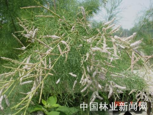 苗木新優(yōu)品推薦:強(qiáng)耐鹽堿樹(shù)種——檉柳(圖)