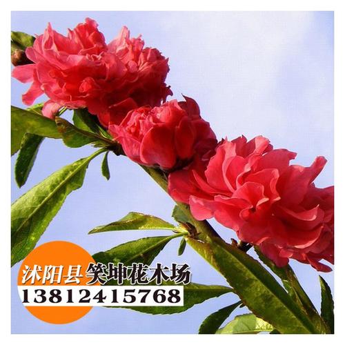 綠化工程苗木批發(fā)北美海棠樹(shù)苗垂絲海棠苗品種規(guī)格齊全綠化苗
