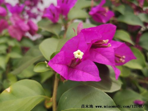 三角梅花特寫(xiě)_三角梅花特寫(xiě)圖片_苗木地苗木網(wǎng)