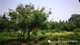 京林園林 鴻美產(chǎn)品丨 特色苗木 茶條槭