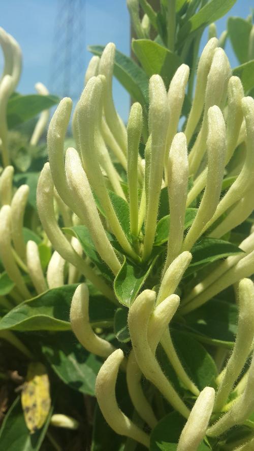 平江金銀花種苗苗木批發(fā)/*【平邑農(nóng)豐樹(shù)型金銀花】