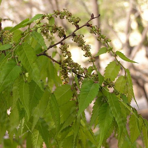 【軒轅社】工程綠化苗木 櫸樹(shù) 櫸樹(shù)基地 貨源充足 規(guī)格齊全圖片_11