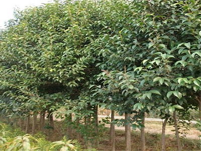 木瓜廠家直銷 江蘇品種好的綠化喬木供應(yīng)