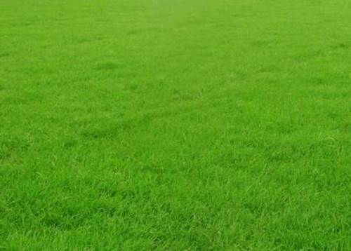 資陽(yáng)百慕達(dá)草坪基地包不包施工