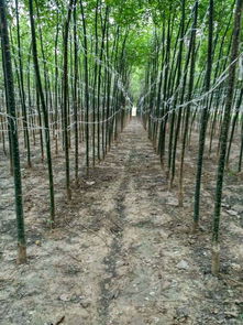 雙鴨山18公分國槐精品苗木是一種趨勢