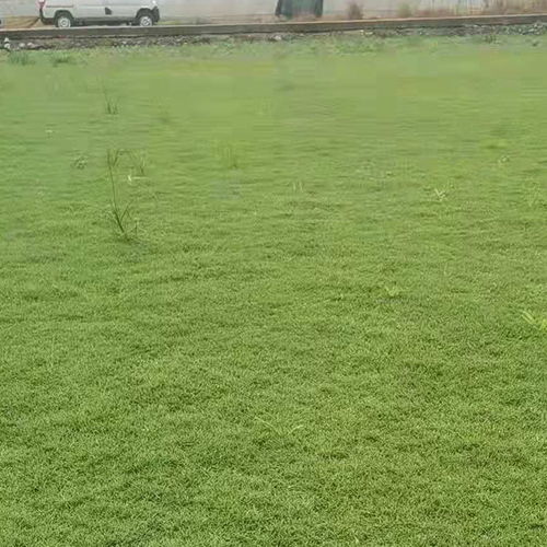 云南草坪綠化