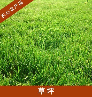 草坪生產(chǎn)基地圖片