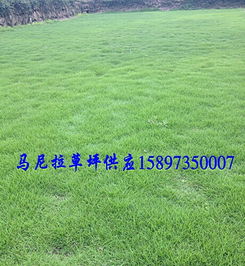 云南草皮云南咸陽(yáng)綠化草坪云南草坪價(jià)格