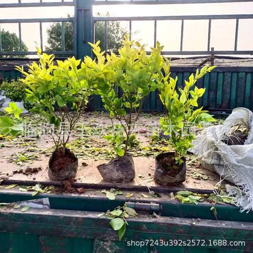 臨朐苗木價格-臨朐苗木價格廠家,品牌,圖片,熱帖