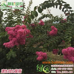 江西苗木供應(yīng) 速生玫紅紫薇 收益快的精品行道樹種,江西苗木供應(yīng) 速生玫紅紫薇 收益快的精品行道樹種生產(chǎn)廠家,江西苗木供應(yīng) 速生玫紅紫薇 收益快的精品行道樹種價格