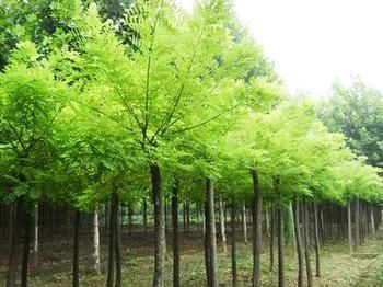 重慶元寶楓苗木,工程苗木批發(fā),元寶楓價格產(chǎn)品圖片,重慶元寶楓苗木,工程苗木批發(fā),元寶楓價格產(chǎn)品相冊