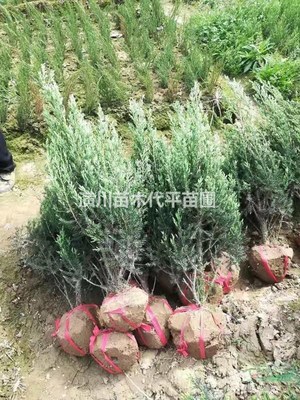 潢川苗木代平苗圃
