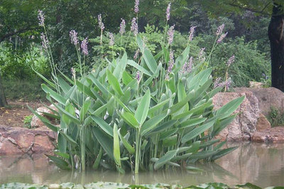 水生植物俏銷 特色品種才是未來發(fā)展趨勢