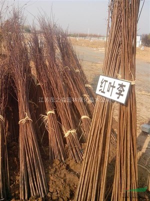 江蘇茂之森園林綠化苗木基地