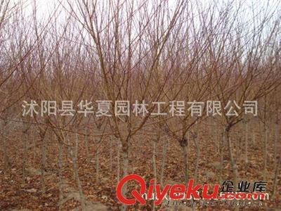 【廠家直銷】優(yōu)質(zhì)樹形優(yōu)美規(guī)格齊全紫葉桃綠化苗木地徑5公分 批發(fā)-沭陽縣華夏園林工程有限公司提供【廠家直銷】優(yōu)質(zhì)樹形優(yōu)美規(guī)格齊全紫葉桃綠化苗木地徑5公分 批發(fā)的相關介紹、產(chǎn)品、服務、圖片、價格沭陽縣華夏園林工程有限公司、黃楊;冬青;紅葉小檗;金葉女貞;紫薇;紫葉李;雪松;刺柏;檜柏;草坪;大小也麥冬;香樟;法桐;北海道;玉蘭;銀杏;紅葉石蘭;龍柏等;種子