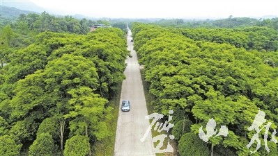生態(tài)苗木潤璧山