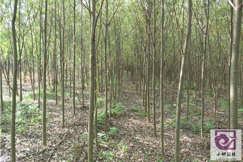 冀州 13公分旱柳苗木產(chǎn)地