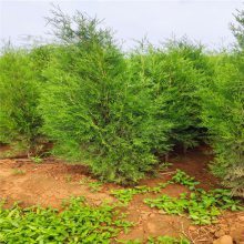【山東特選綠化苗木基地1米側(cè)柏2米容器米側(cè)柏價格圖片】山東特選綠化苗木基地1米側(cè)柏2米容器米側(cè)柏價格