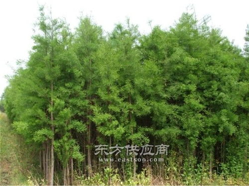 水杉苗木供應(yīng),江西江南苗木基地,濟南水杉圖片