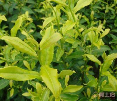 【瀘州中黃一號茶苗銷售_大量批發(fā)出售茶樹苗】中黃一號茶苗,價格,廠家,供應(yīng)商,花木、果木種苗,雅安市名山區(qū)惠農(nóng)苗木種植農(nóng)民專業(yè)合作社 - 產(chǎn)品庫