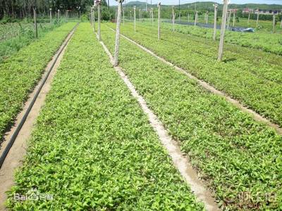 【遼寧紅王子錦帶工程苗 錦帶小苗 紅王子錦帶容器苗 哪里買】003,價格,廠家,供應(yīng)商,花木,開原市富春苗木經(jīng)銷處 - 產(chǎn)品庫