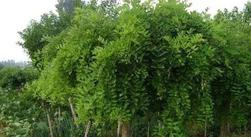 在農(nóng)村搞苗木購銷經(jīng)營和種植,是難得賺錢機會 種什么苗木才賺錢