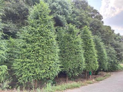 浙江苗木 紅豆杉價格 千喜苗木修剪寶塔型紅豆杉 樹苗特點
