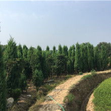 圓柱形三極管價格 圓柱形三極管公司 圖片 視頻