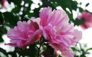 綠城集團(tuán)園林軟景苗木圖譜,非常全面,值得借鑒 收藏