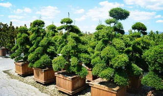 云南花卉苗木進(jìn)出口貿(mào)易成績驕人