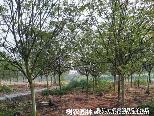 苗木生貨和熟貨的區(qū)別,價格差多少