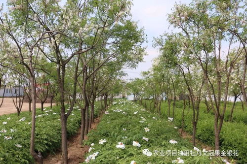 夏季苗木養(yǎng)護(hù)管理辦法