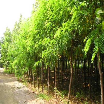 基地直銷優(yōu)質(zhì)刺槐 香花槐 龍爪槐樹苗 刺槐樹 綠化苗木 規(guī)格齊全