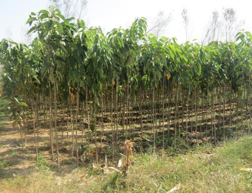 知道了苗木的胸徑高度冠幅 怎樣確定土球直徑呢