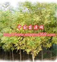 供應(yīng)陜西苗木|苗木采購|苗木行情-綠化苗木金枝國槐_農(nóng)副產(chǎn)品_世界工廠網(wǎng)中國產(chǎn)品信息庫