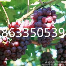 苗木批發(fā)廠(chǎng)價(jià)格 苗木批發(fā)廠(chǎng)批發(fā) 苗木批發(fā)廠(chǎng)廠(chǎng)家 