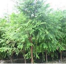 【名貴苗木種子】最新最全名貴苗木種子 產(chǎn)品參考信息