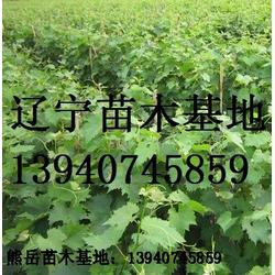 葡萄苗葡萄苗木批發(fā) 葡萄苗葡萄苗木供應(yīng) 葡萄苗葡萄苗木廠(chǎng)家 