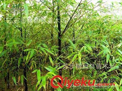 基地批發(fā)綠化苗木批發(fā)【流蘇樹(shù)】桂花樹(shù),櫻花樹(shù)等,圖片|基地批發(fā)綠化苗木批發(fā)【流蘇樹(shù)】桂花樹(shù),櫻花樹(shù)等,產(chǎn)品圖片由沭陽(yáng)步晴園林苗木場(chǎng)公司生產(chǎn)提供-
