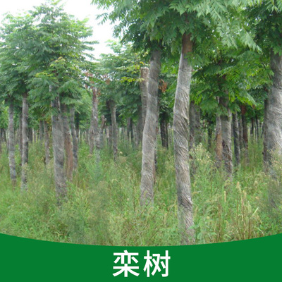 長(zhǎng)沙市欒樹(shù)廠(chǎng)家_批發(fā)供應(yīng)各種苗木基地直銷(xiāo)優(yōu)質(zhì)欒樹(shù)樹(shù)苗_一呼百應(yīng)網(wǎng)