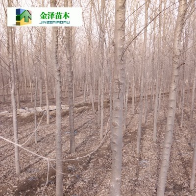 咸陽(yáng)榆樹(shù)湘潭榆樹(shù)_河北保定博野金澤綠化苗木基地_商國(guó)互聯(lián)網(wǎng)
