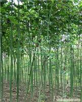 找上海苗木-上海苗木批發(fā)-上海苗木價格-上海苗木基地的上海青桐小苗公司價格、圖片、詳情,上一比多_一比多產(chǎn)品庫