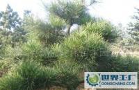 黑松 綠化苗木 黑松 常綠喬木[供應]_綠化苗木_世界工廠網(wǎng)中國產(chǎn)品信息庫