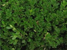 陜西雨果生態(tài)農業(yè)苗木種植基地產品展示
