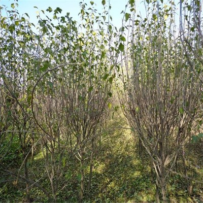 木槿綠化苗木基地直銷 供應1-8公分苗木