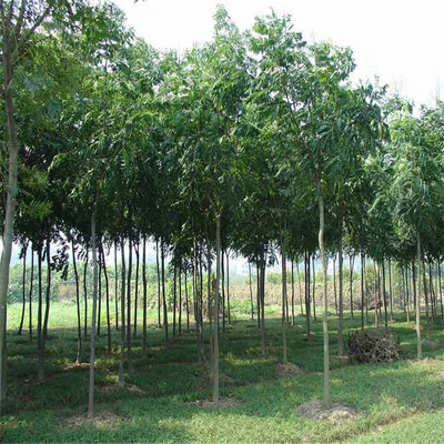 黃山欒樹規(guī)格齊全指樹挖樹優(yōu)惠花卉苗木